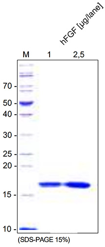 <strong>Fig. 1</strong>: SDS-PAGE analysis of recombinant human FGF-basic, cct-premium. Samples were loaded in 15% SDS-polyacrylamide gel under reducing and non-reducing condition and stained with Coomassie blue.